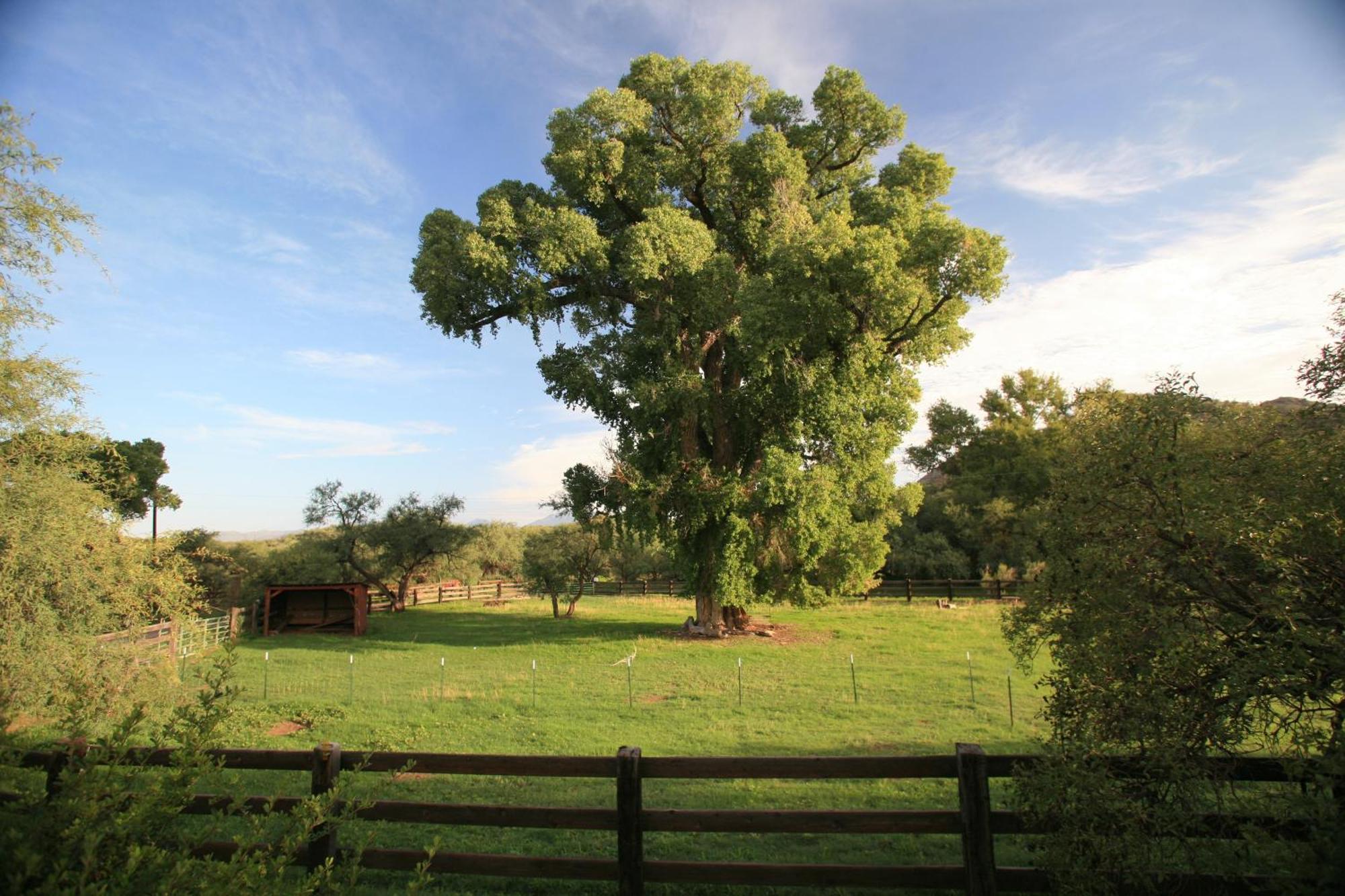 Spirit Tree Inn B&B Patagonia Екстер'єр фото